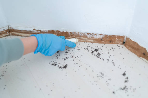 Best Flea Control Services  in Oak Harbor, OH